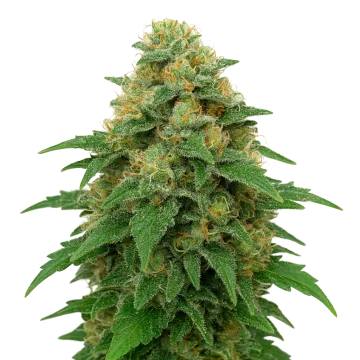 Lowryder Auto