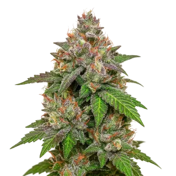 LSD Auto cannabis plant