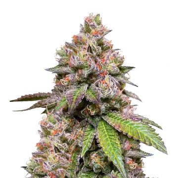 LSD cannabis plant