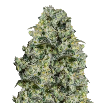MAC 1