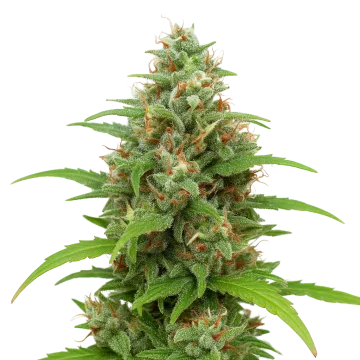 Magnum Auto cannabis plant