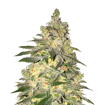 Mamba Negra CBD Cannabispflanze