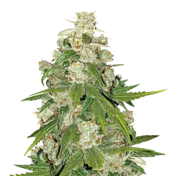 Mamba Negra CBG Cannabispflanze