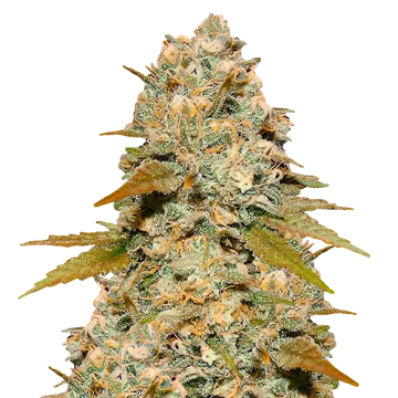 Maple Leaf cannabis plant