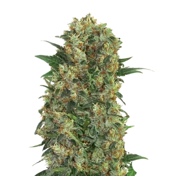 Master Kush Regular cannabis plant