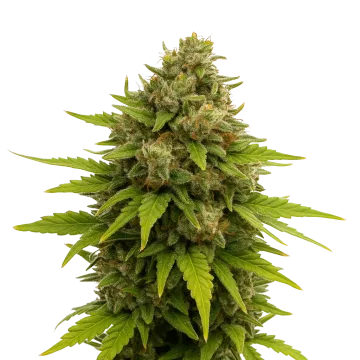 Maui Waui Auto cannabis plant