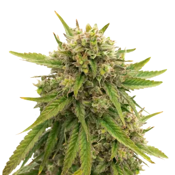 Maui Waui