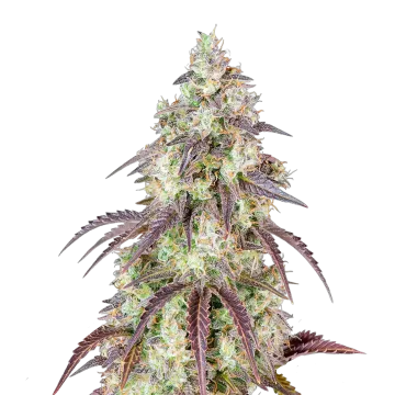 Mendo Breath cannabis plant