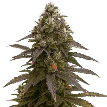 Mimosa Auto cannabis plant