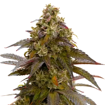 Mimosa cannabis plant