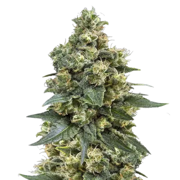 MK Ultra cannabis plant