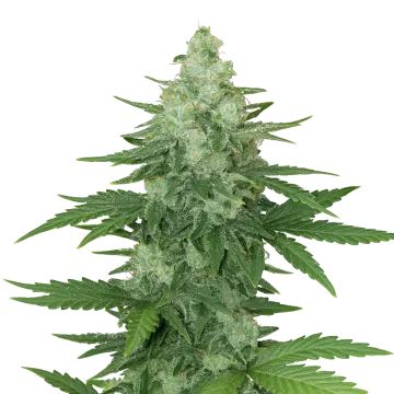 Moonshine Cookies Auto cannabis plant