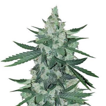 Moonshine Cookies cannabis plant