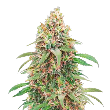 Motor Breath cannabis plant