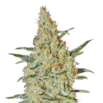 Neville's Haze cannabis plant