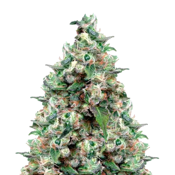 NYC Diesel cannabis plant
