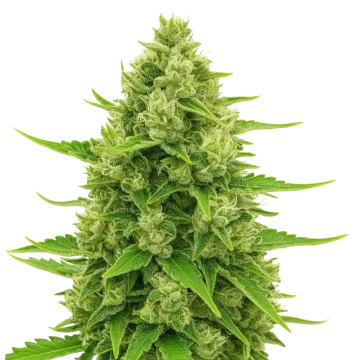 Northern Lights Auto
