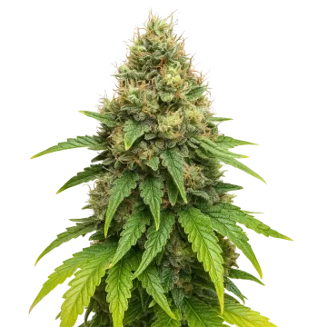 Northern Lights X Big Bud Auto cannabis plant