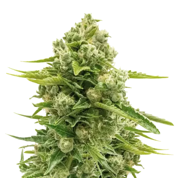 Northern Lights cannabis plant