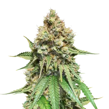 Northern Lights X Big Bud