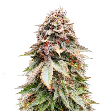 Nova OG Cannabispflanze