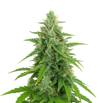 OG Kush Auto cannabis plant