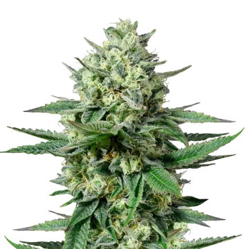 OG Kush CBD cannabis plant