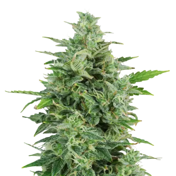 OG Kush cannabis plant