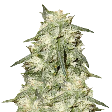 Oreoz