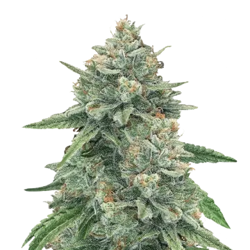 Original Glue cannabis plant