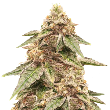 Outback OG cannabis plant