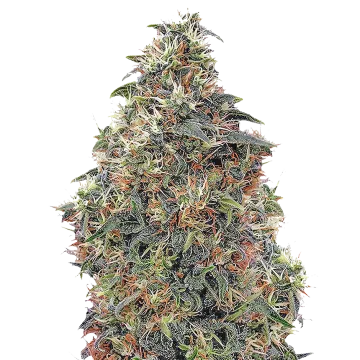 Panama Red cannabis plant