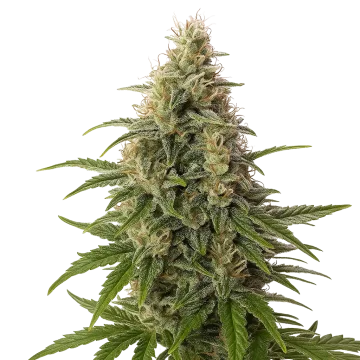Peanut Butter Breath Auto cannabis plant