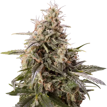 Peanut Butter Breath cannabis plant