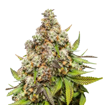 Pennywise Cannabispflanze