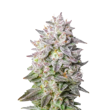 ✮【カラー値下げSALE】翌日発送可★キンブレシートオーダー承ります♡ᵕ̈*⑅✮ Vape – Clear Lake Cannabis Club