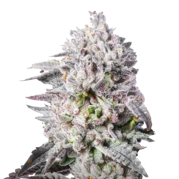 Permanent Marker cannabis plant