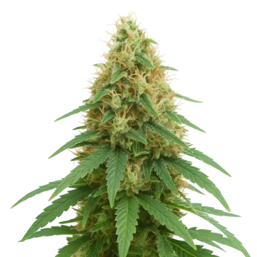 Pineapple Express Auto