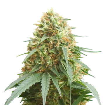 Pineapple Express cannabis plant