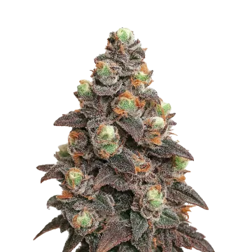 Pink Rozay Auto cannabis plant
