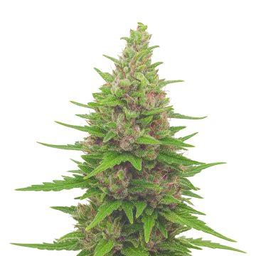 Pink Runtz Auto