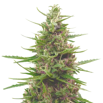 Pink Runtz cannabis plant