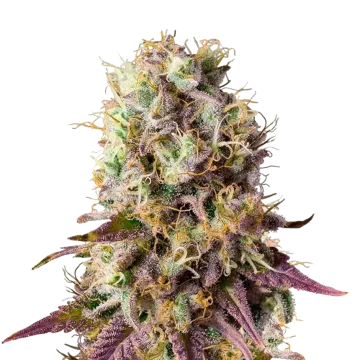 Pinkman Goo