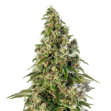 Platinum Cookies cannabis plant