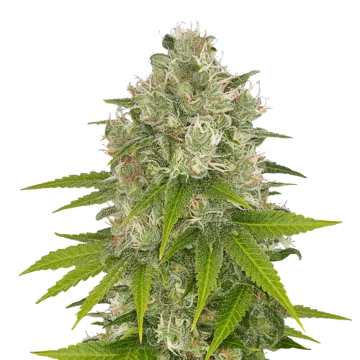 Power Kush