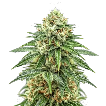 Puff Pastry cannabis plant