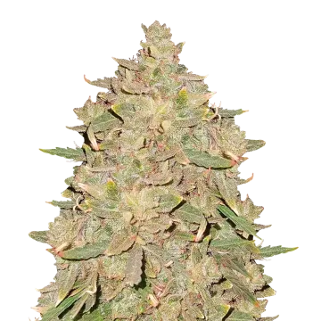 Pure Indica cannabis plant