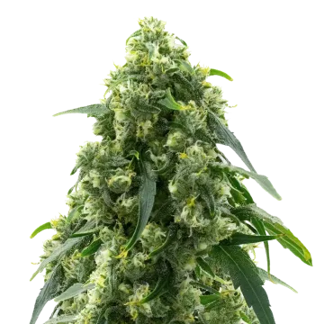 Pure Power Plant cannabis plant