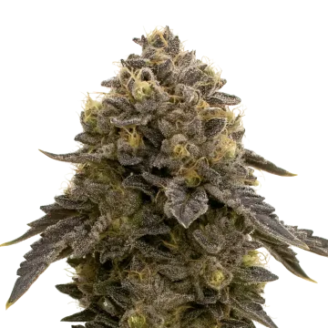 Purple Gelato Auto cannabis plant