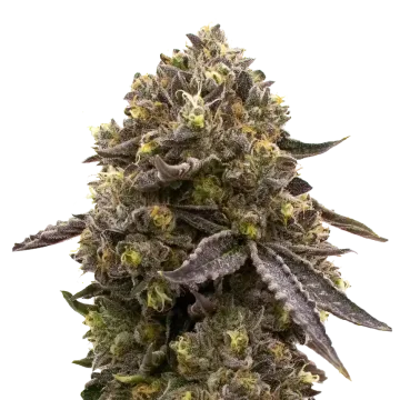 Purple Gelato cannabis plant